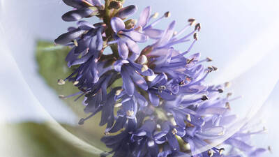 VIBRANT PATCHOULI