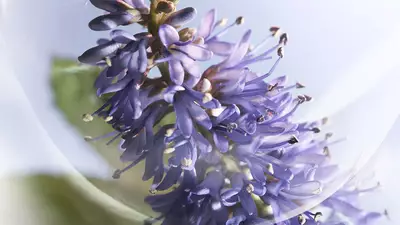 VIBRANT PATCHOULI