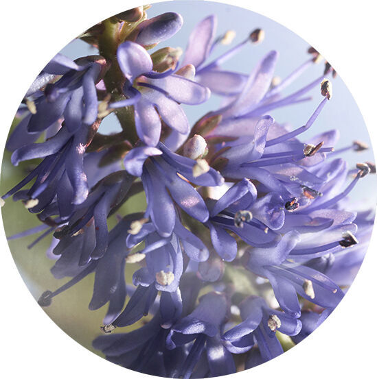 VIBRANT PATCHOULI