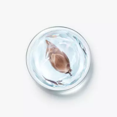 Beech Bud extract ingredient