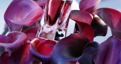 VIOLET LEAF ABSOLUTE