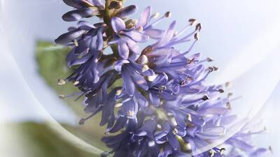 VIBRANT PATCHOULI