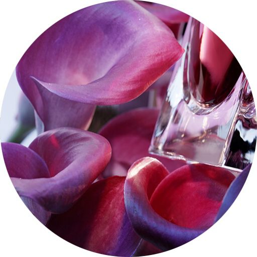 VIOLET LEAF ABSOLUTE