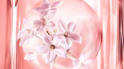 JASMINE ABSOLUTE SUPER INFUSION