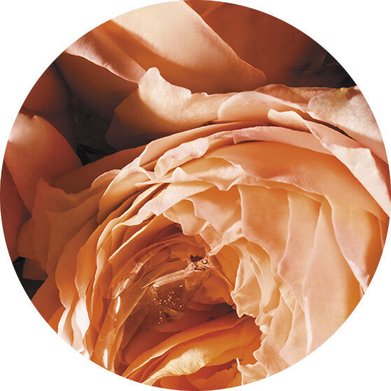 A SENSUOUS CARNAL ROSE