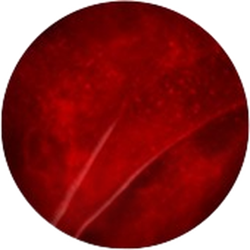 A close-up view of a deep red, textured surface resembling liquid or a smooth, glossy material.