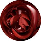 A close-up view of a deep red rose, showcased in a circular format, highlighting its velvety petals and intricate layers.