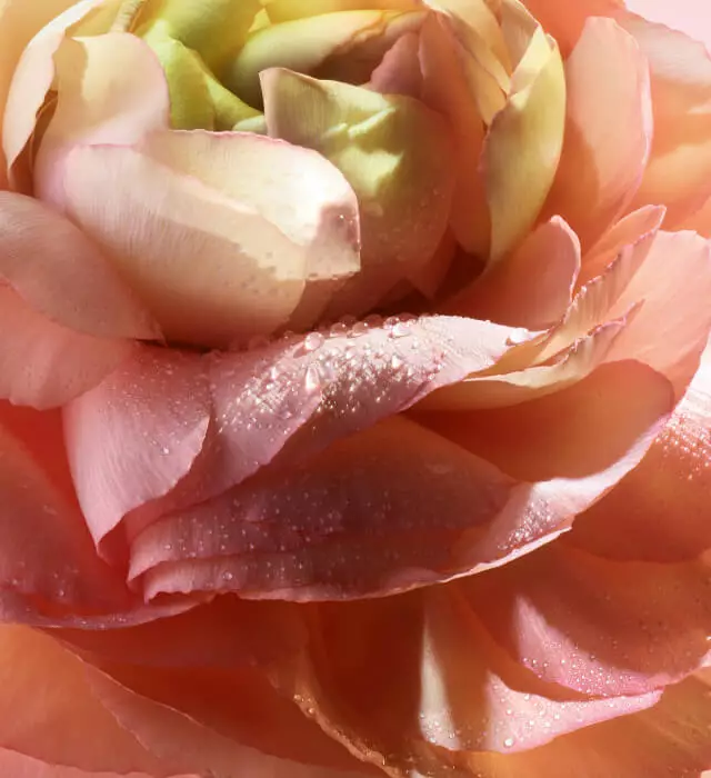 Close-up of a soft pink rose petal with water droplets, highlighting its delicate texture and vibrant colors.