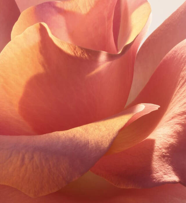 A close-up of a soft, peach-colored rose petal with delicate curves and texture.