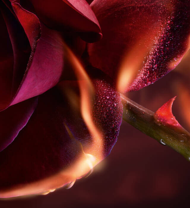 A close-up image of a red rose with water droplets on its petals, combined with flames rising from the stem, creating a dramatic contrast between the flower and fire.