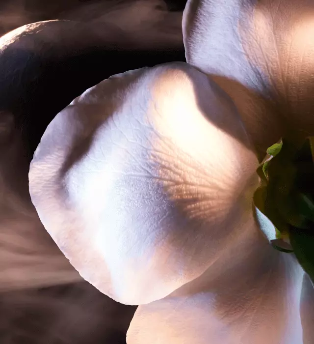 Close-up of a delicate flower petal, showcasing its intricate textures and soft, illuminated surfaces.