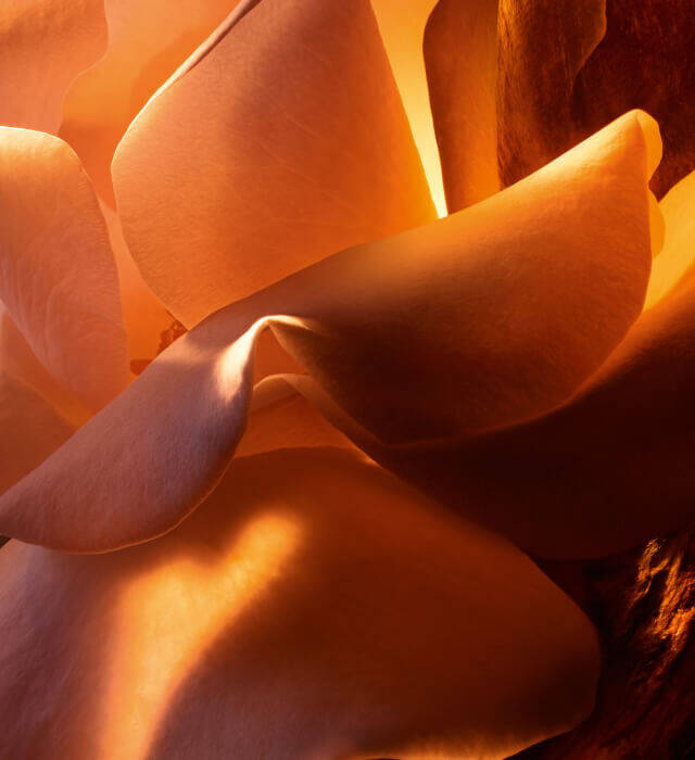 Close-up of a delicate rose with soft, ethereal petals illuminated by warm light, creating a serene and elegant atmosphere.