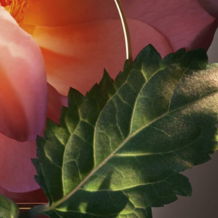 A close-up of a vibrant peach rose with green leaves, illuminated against a soft, warm background.