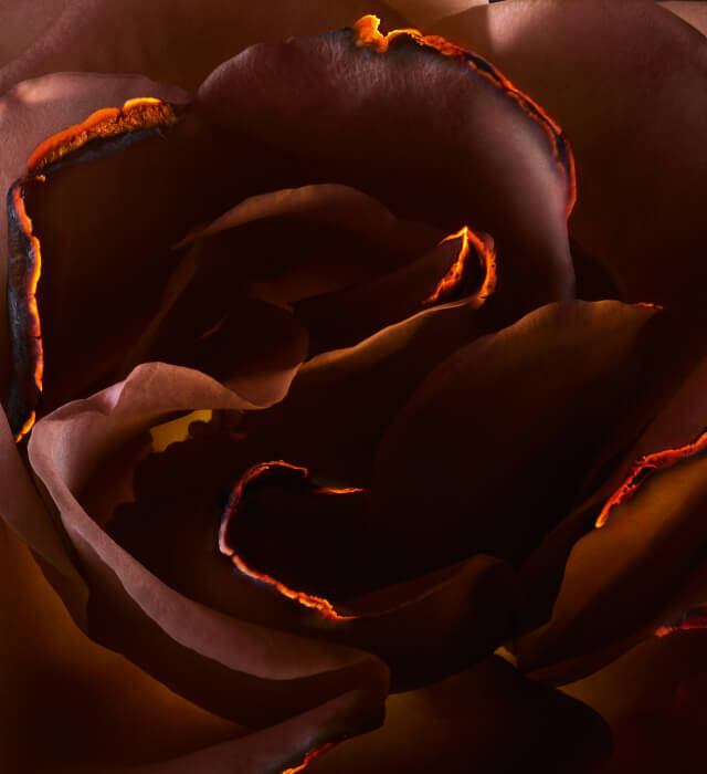 Close-up of a dark rose with intricate, glowing edges highlighting its delicate petals.