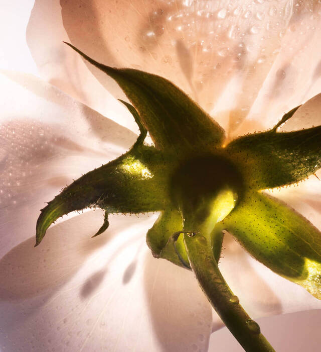 A close-up of a soft, translucent flower petal with droplets of water, showcasing delicate textures and shadows against a light background.
